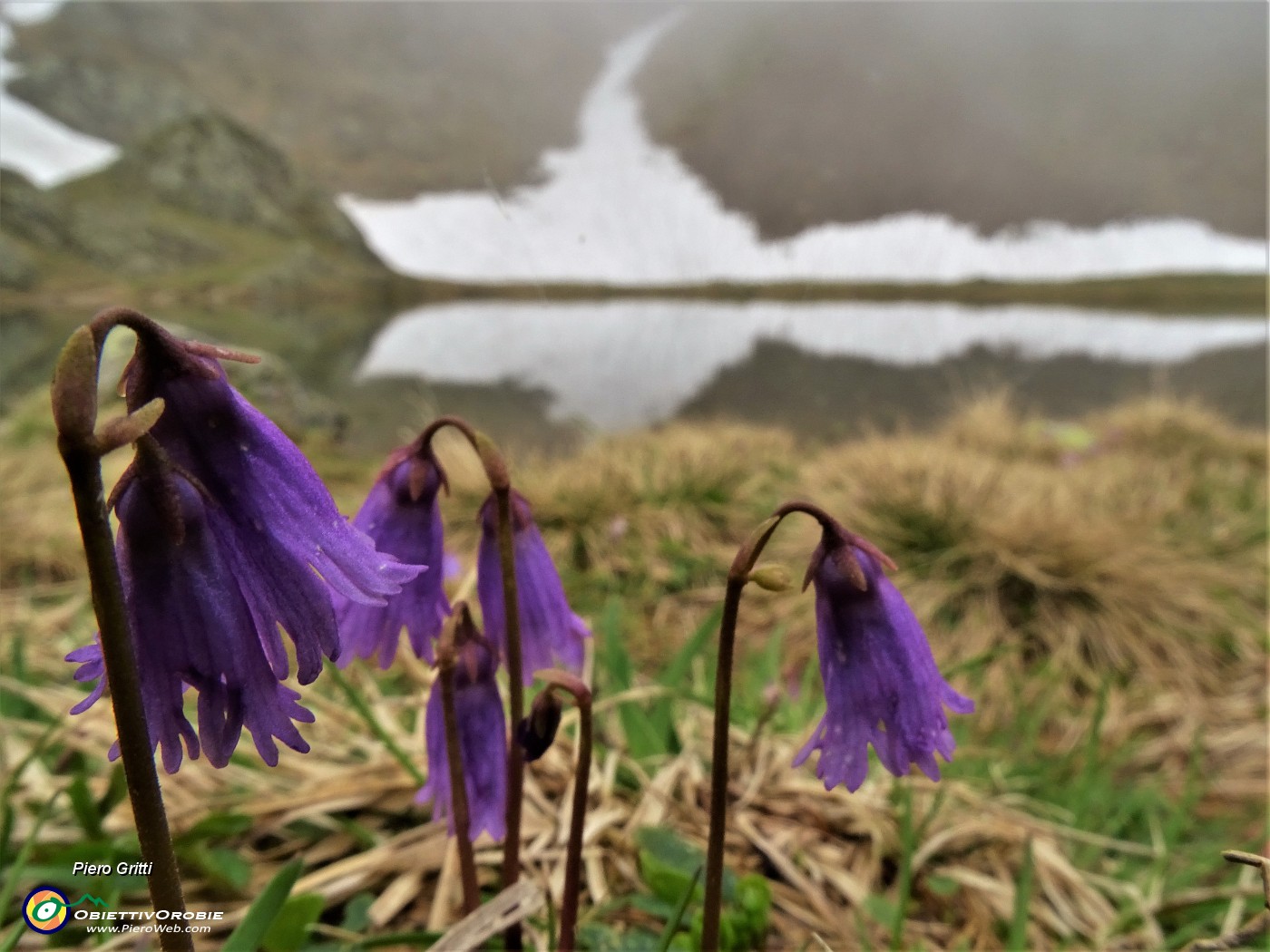 43 Soldanella pusilla (Soldanella della silice) al Laghetto di Ponteranica inferiore.JPG